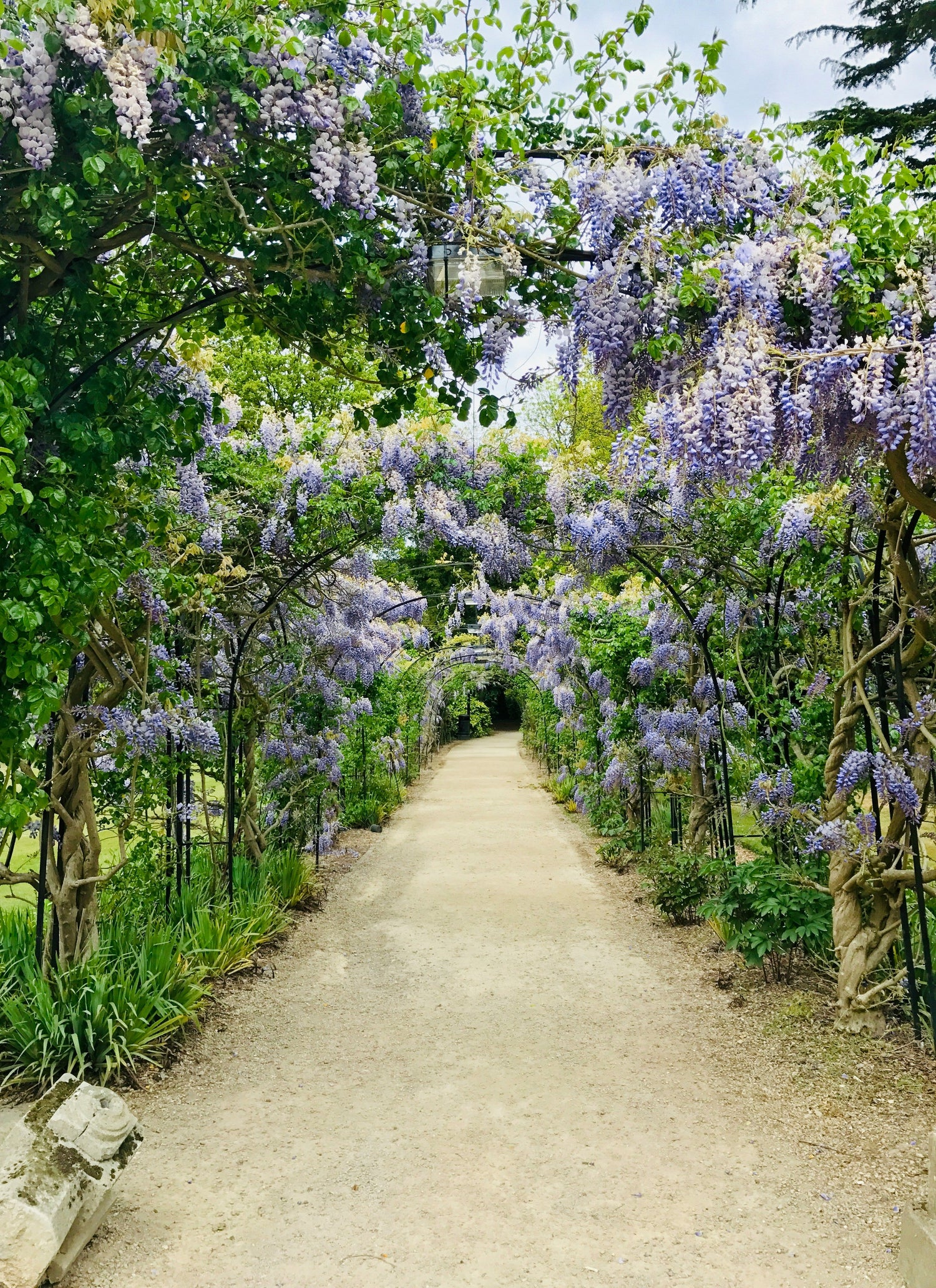 English Garden Reverie